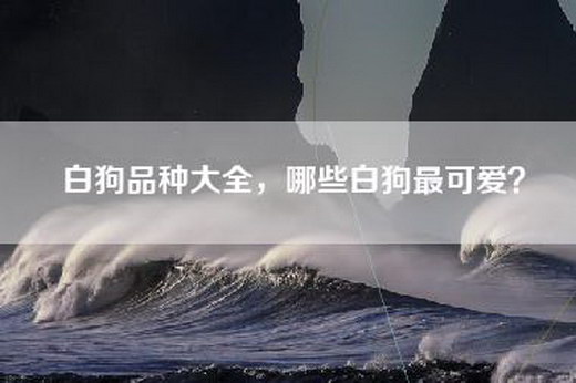 白狗品种大全，哪些白狗最可爱？