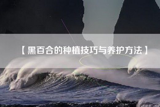 【黑百合的种植技巧与养护方法】