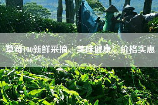 草莓100新鲜采摘、美味健康、价格实惠