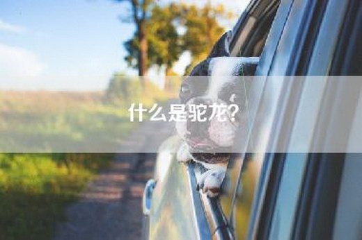 什么是驼龙？
