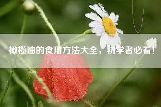 橄榄油的食用方法大全，初学者必看！