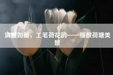清雅如画，工笔荷花韵——细数荷塘美景