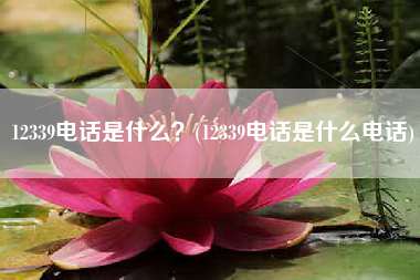 12339电话是什么？(12339电话是什么电话)