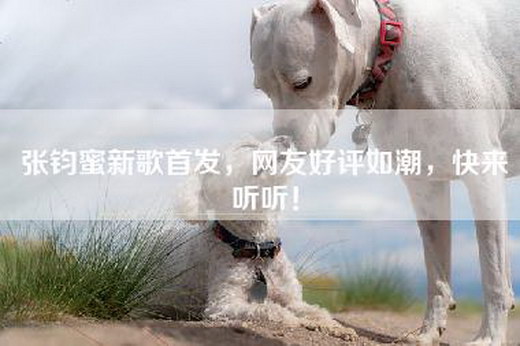 张钧蜜新歌首发，网友好评如潮，快来听听！