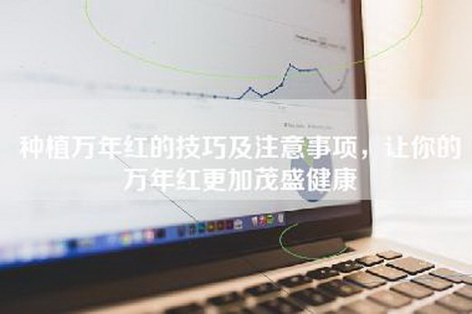 种植万年红的技巧及注意事项，让你的万年红更加茂盛健康