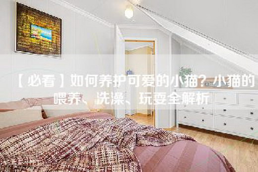【必看】如何养护可爱的小猫？小猫的喂养、洗澡、玩耍全解析