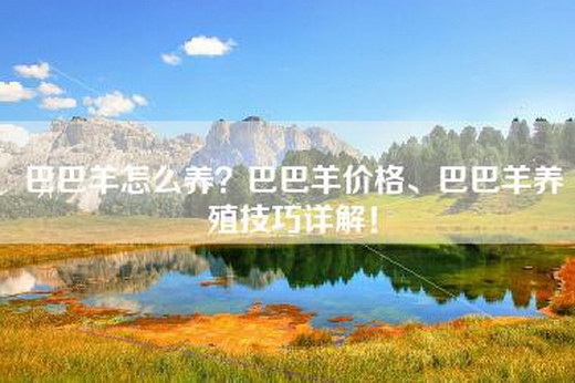 巴巴羊怎么养？巴巴羊价格、巴巴羊养殖技巧详解！