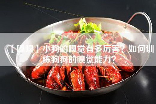 【嗅嗅】小狗的嗅觉有多厉害？如何训练狗狗的嗅觉能力？