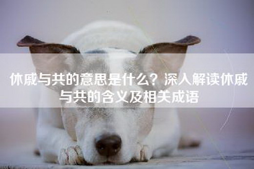 休戚与共的意思是什么？深入解读休戚与共的含义及相关成语