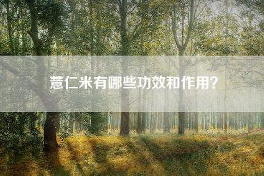 薏仁米有哪些功效和作用？