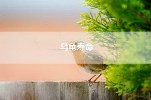 乌龟寿命