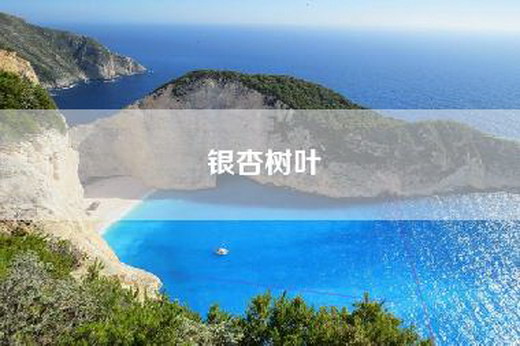 银杏树叶