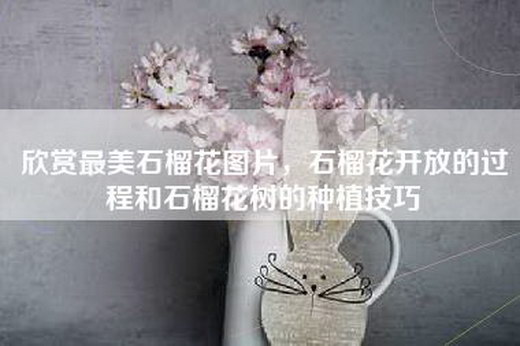 欣赏最美石榴花图片，石榴花开放的过程和石榴花树的种植技巧