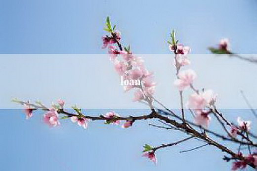 loan