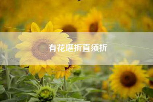 有花堪折直须折