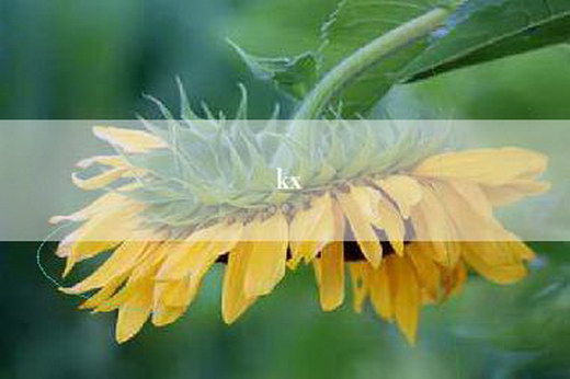 kx