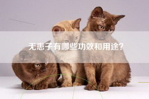 无患子有哪些功效和用途？