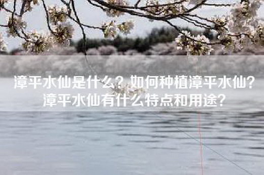 漳平水仙是什么？如何种植漳平水仙？漳平水仙有什么特点和用途？