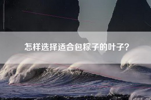 怎样选择适合包粽子的叶子？