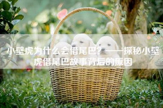 小壁虎为什么会借尾巴？——探秘小壁虎借尾巴故事背后的原因