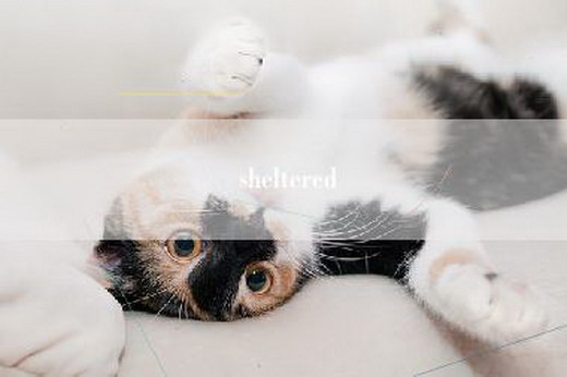 sheltered