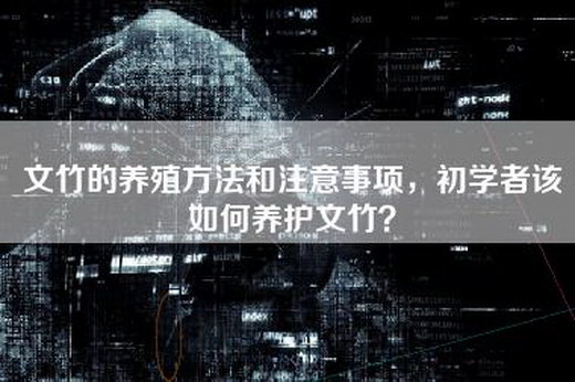 文竹的养殖方法和注意事项，初学者该如何养护文竹？