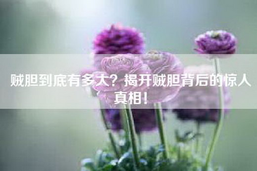 贼胆到底有多大？揭开贼胆背后的惊人真相！