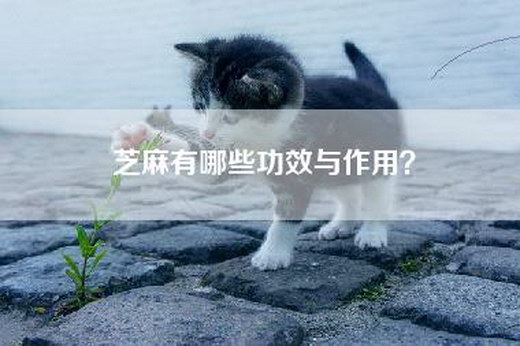 芝麻有哪些功效与作用？