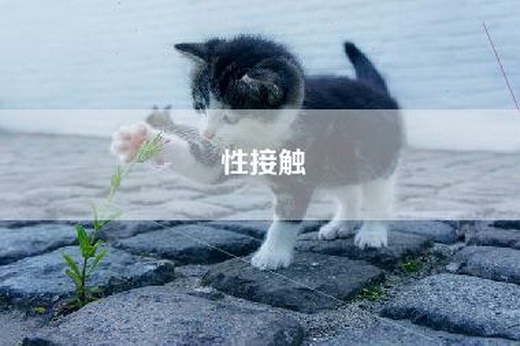 性接触