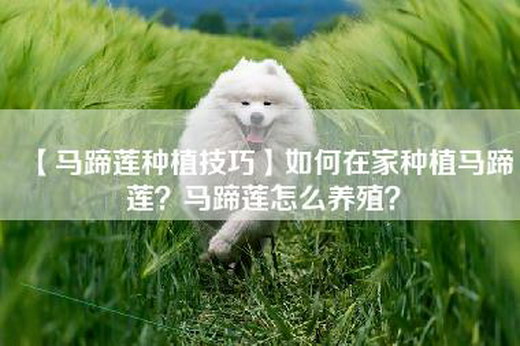 【马蹄莲种植技巧】如何在家种植马蹄莲？马蹄莲怎么养殖？