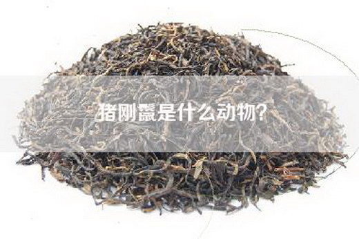 猪刚鬣是什么动物？