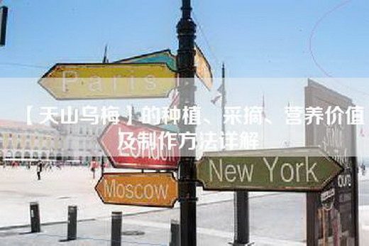 【天山乌梅】的种植、采摘、营养价值及制作方法详解