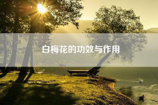 白梅花的功效与作用