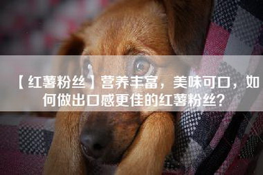 【红薯粉丝】营养丰富，美味可口，如何做出口感更佳的红薯粉丝？