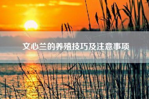 文心兰的养殖技巧及注意事项