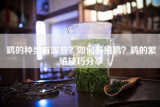 鹞的种类有哪些？如何养殖鹞？鹞的繁殖技巧分享