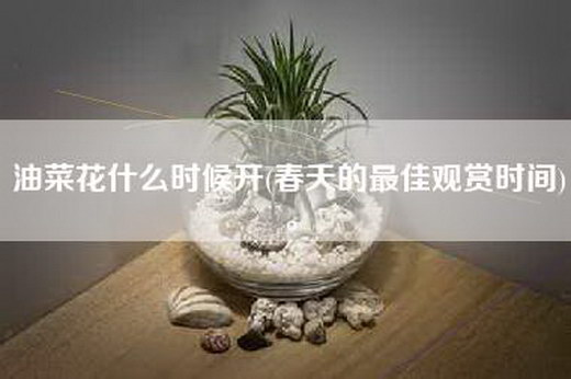 油菜花什么时候开(春天的最佳观赏时间)。