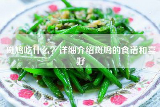 斑鸠吃什么？详细介绍斑鸠的食谱和喜好