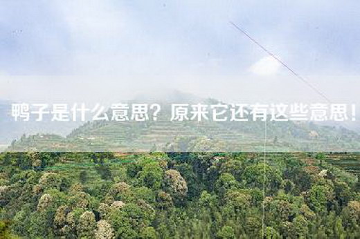 鸭子是什么意思？原来它还有这些意思！