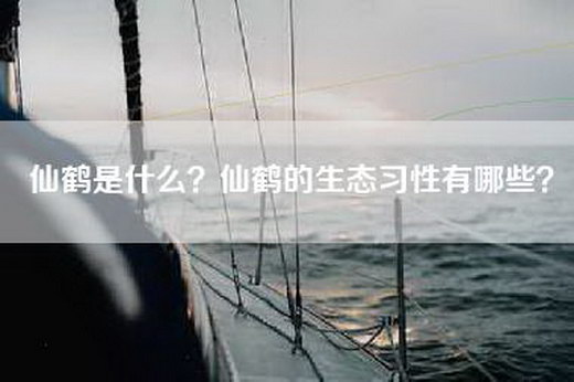 仙鹤是什么？仙鹤的生态习性有哪些？