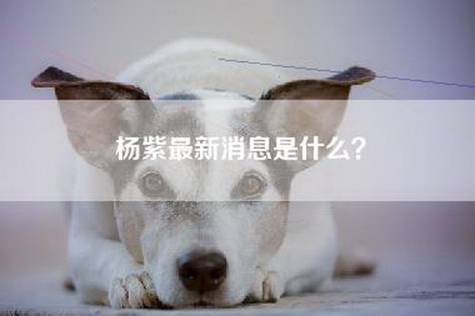 杨紫最新消息是什么？