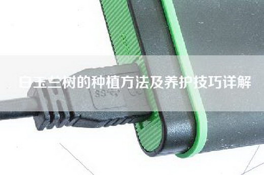 白玉兰树的种植方法及养护技巧详解