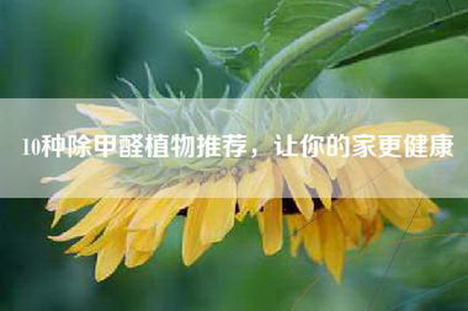 10种除甲醛植物推荐，让你的家更健康