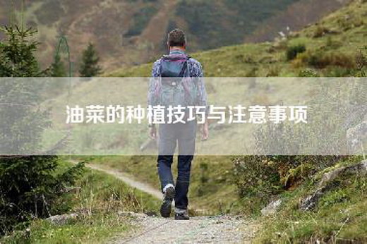 油菜的种植技巧与注意事项