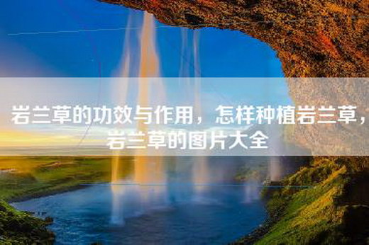 岩兰草的功效与作用，怎样种植岩兰草，岩兰草的图片大全