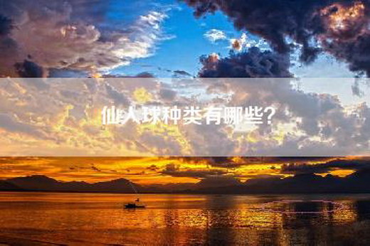 仙人球种类有哪些？
