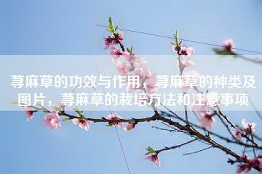荨麻草的功效与作用，荨麻草的种类及图片，荨麻草的栽培方法和注意事项