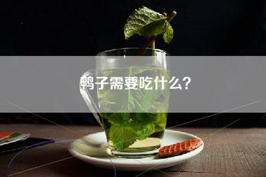 鸭子需要吃什么？