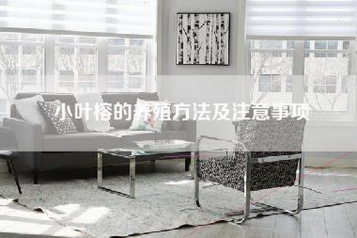 小叶榕的养殖方法及注意事项