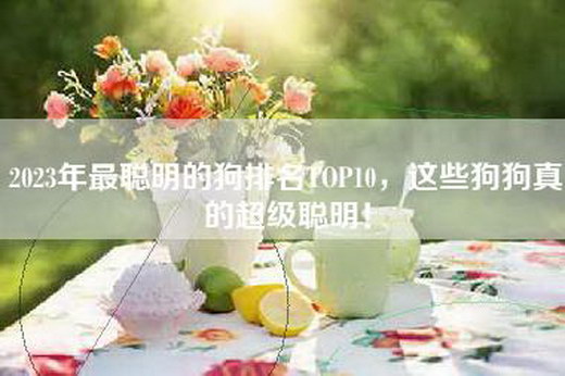 2023年最聪明的狗排名TOP10，这些狗狗真的超级聪明！